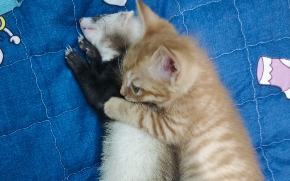 貂猫大战二