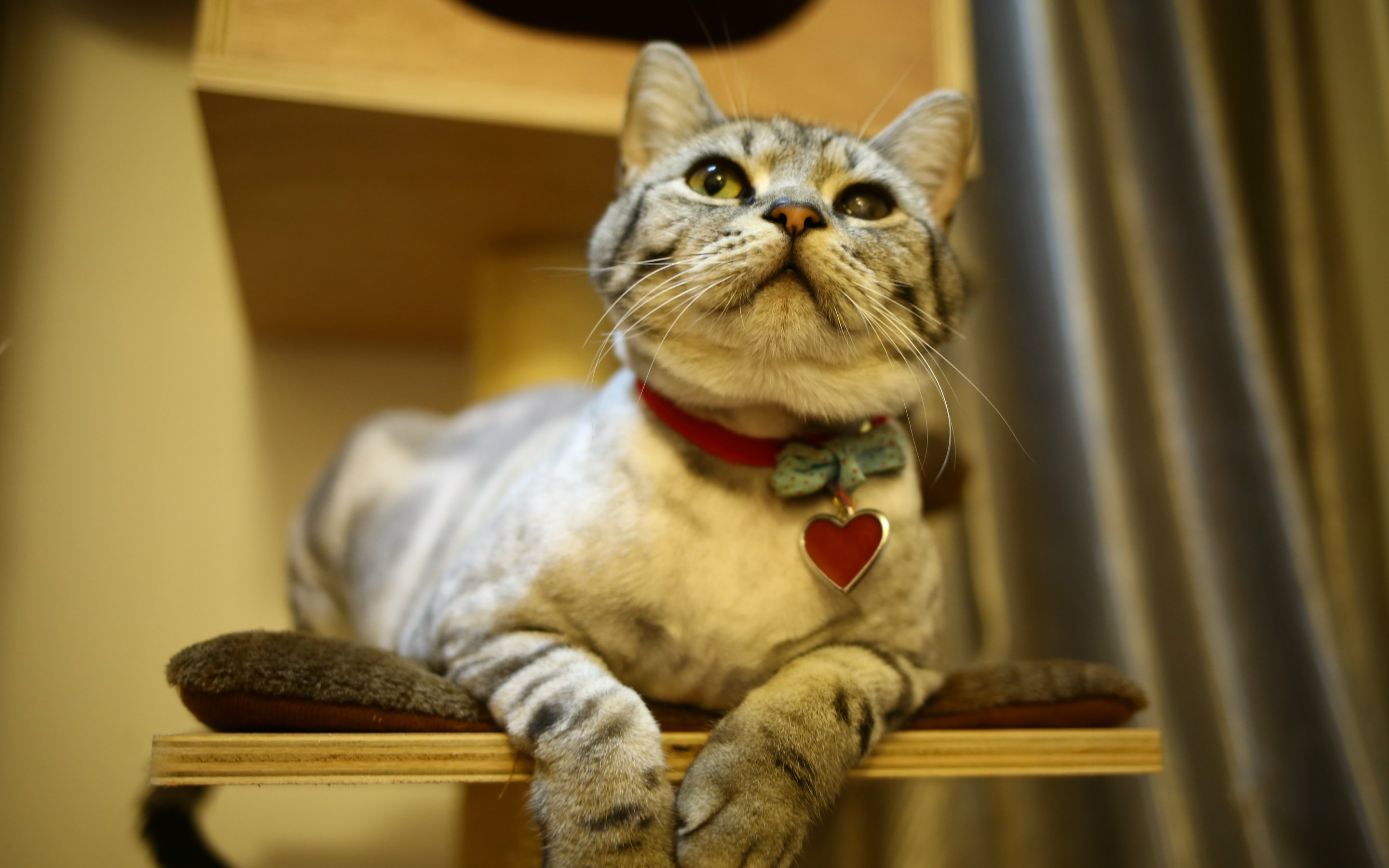 【皇上万岁万万岁喵】明明可以靠脸吃饭 偏偏要靠才华