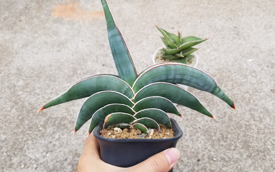 奇奇怪怪的植物系列——冷门虎皮兰品种鸟嘴