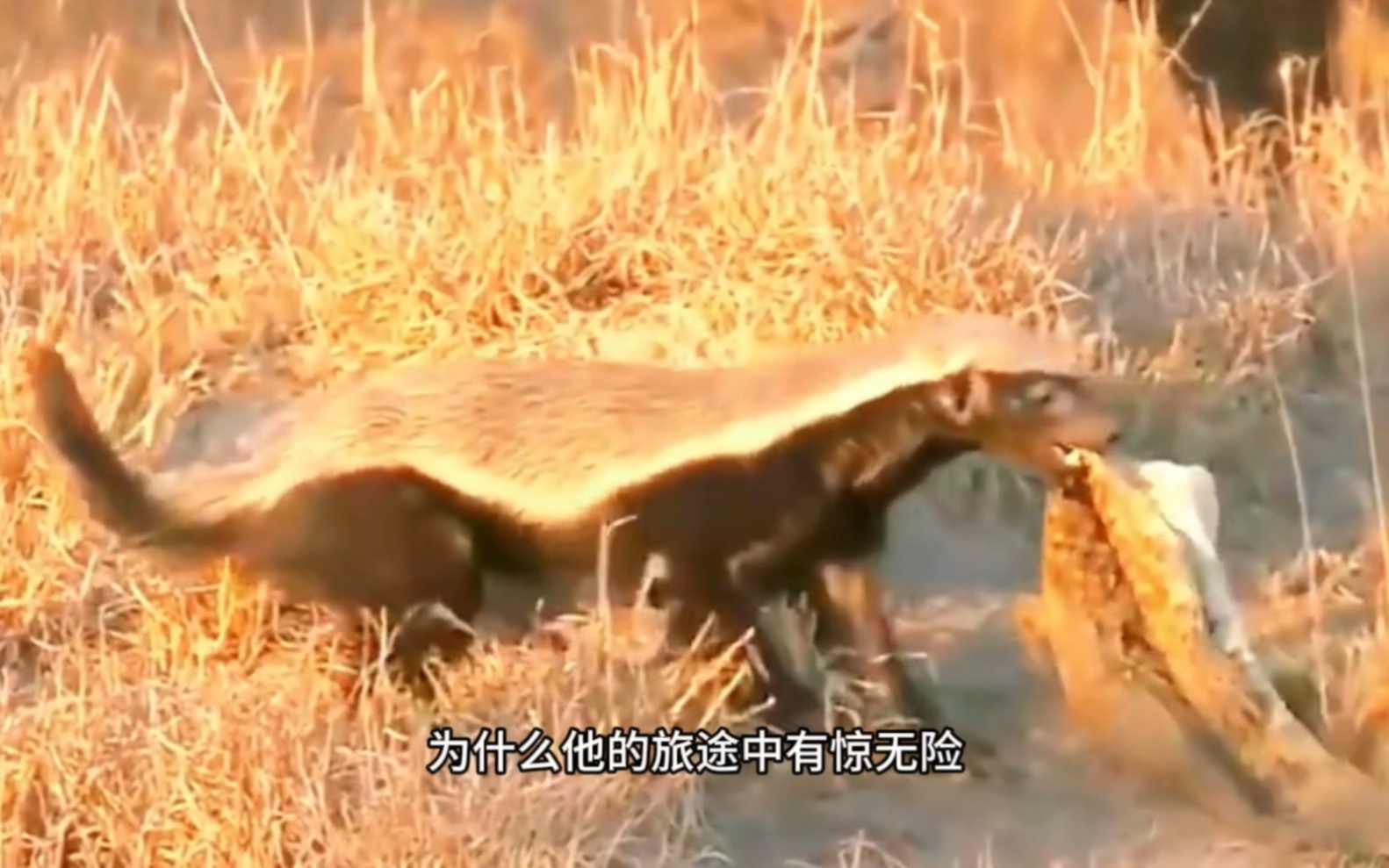 非洲乱不乱平头哥说了算,今天捕只鳄鱼开开荤