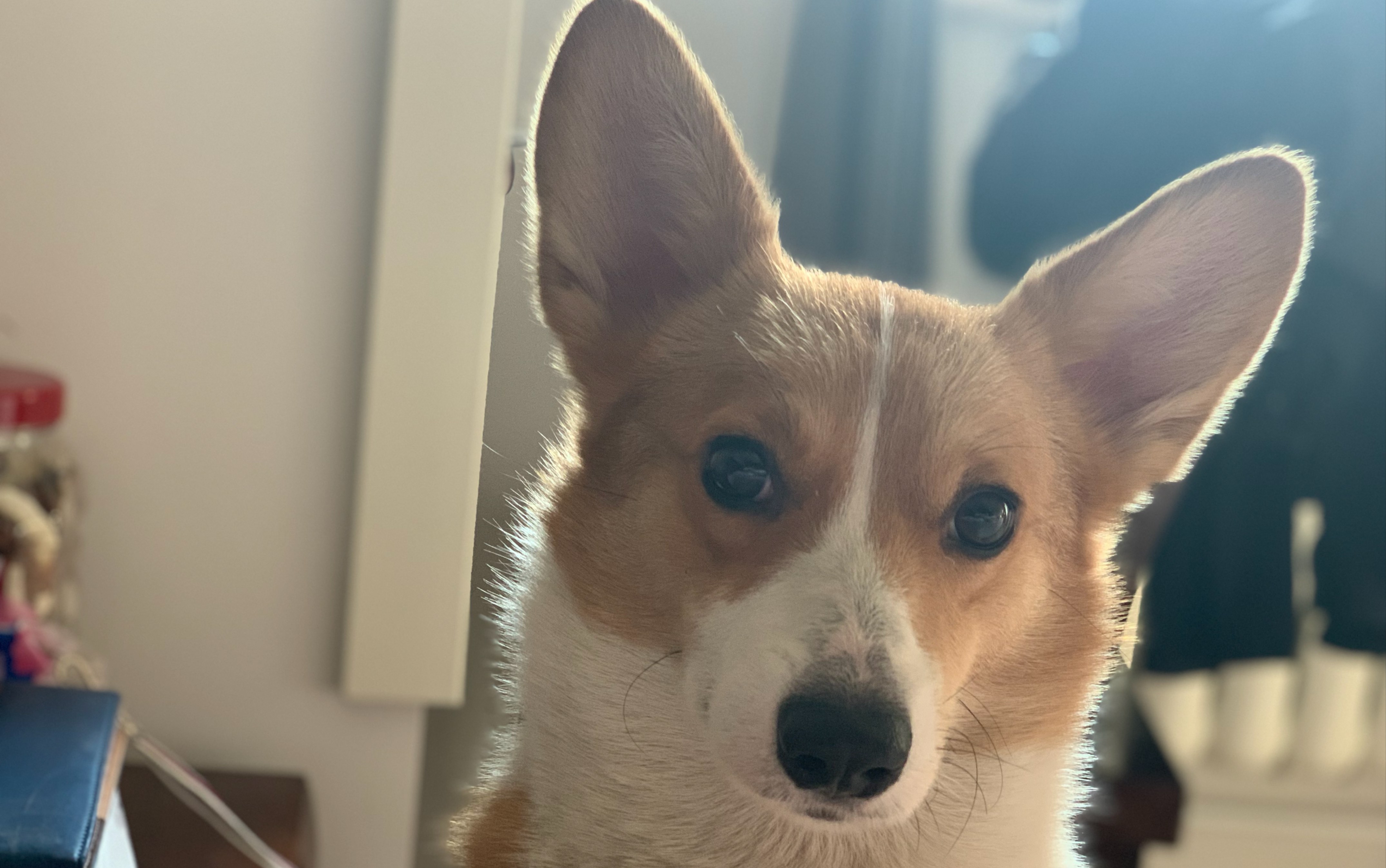 【柯基】早上起来～拥抱太阳～带小狐狸打卡b站^_^_哔哩哔哩_bilibili