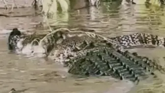 Скачать видео: 倒霉的泽巨蜥被湾鳄逮到