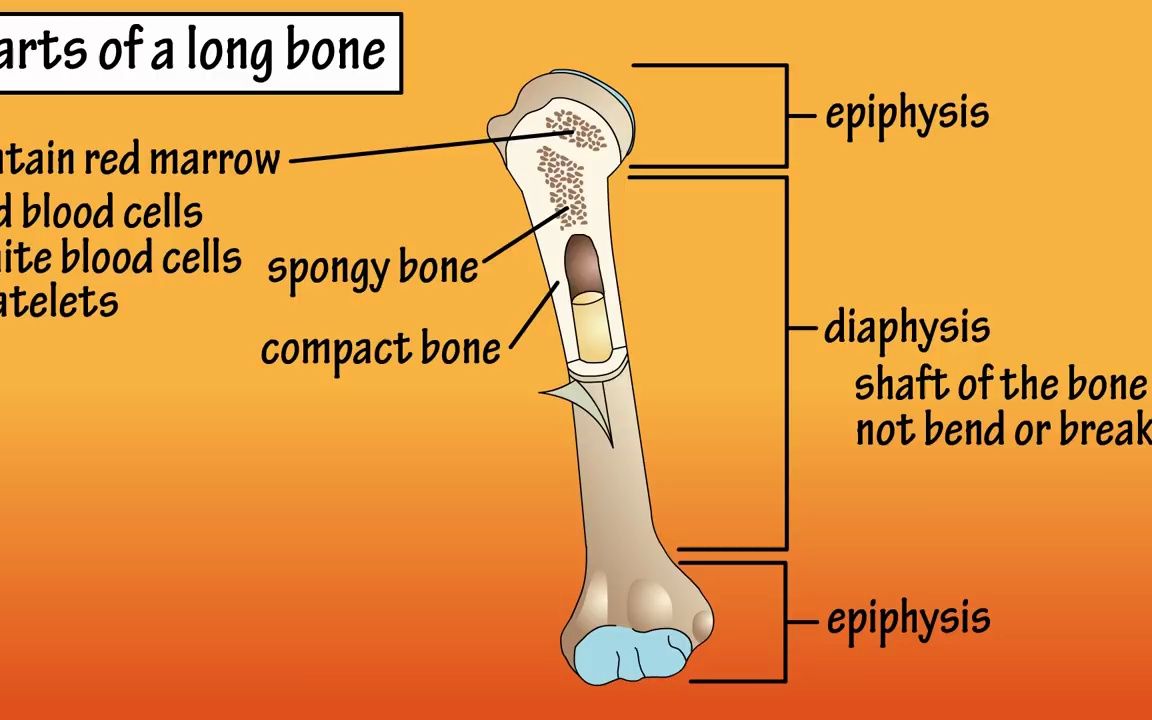 转载 parts of a long bone