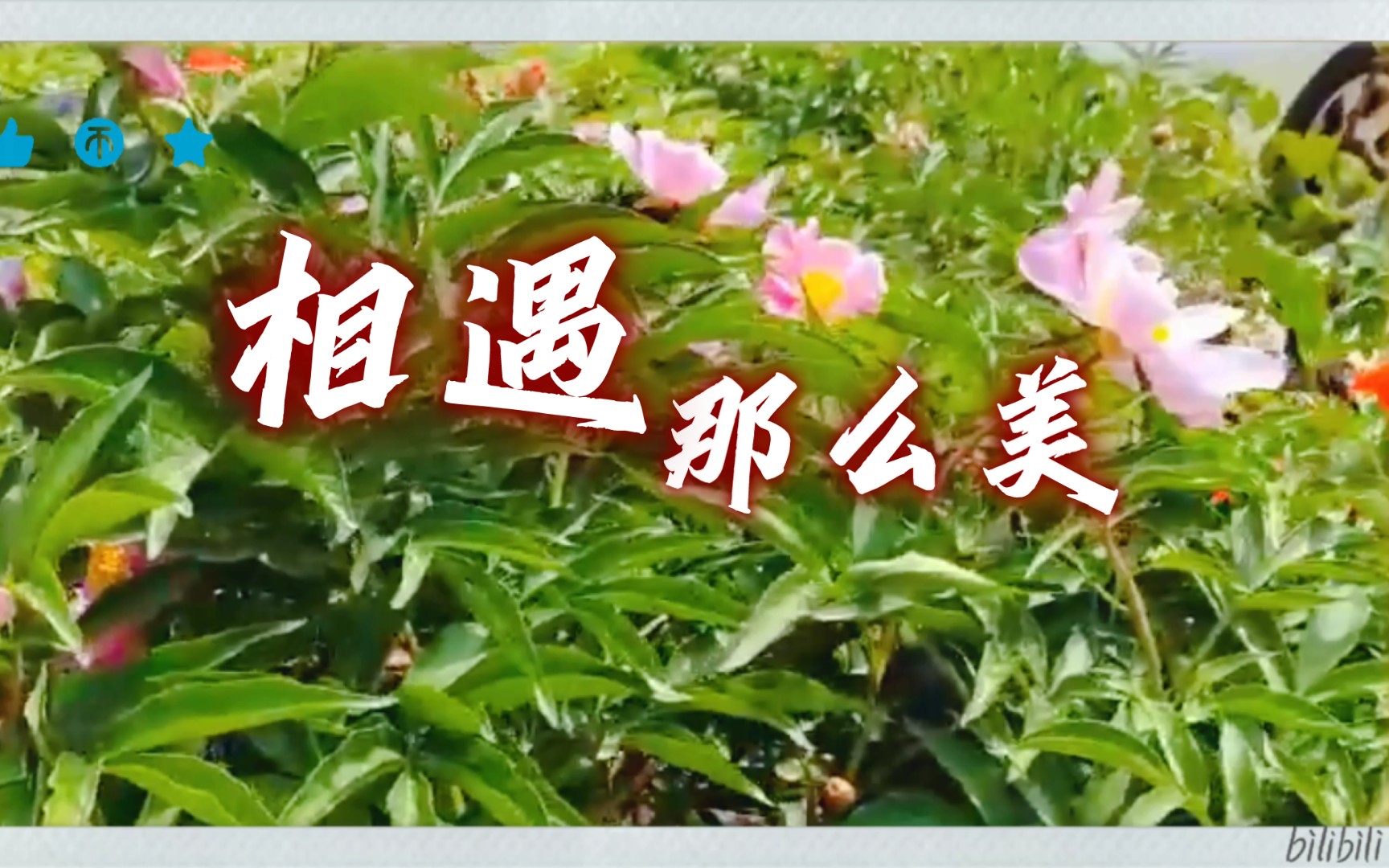 《相遇那么美》最美的爱情,是爱你一生不后悔,词曲入心,好听极了