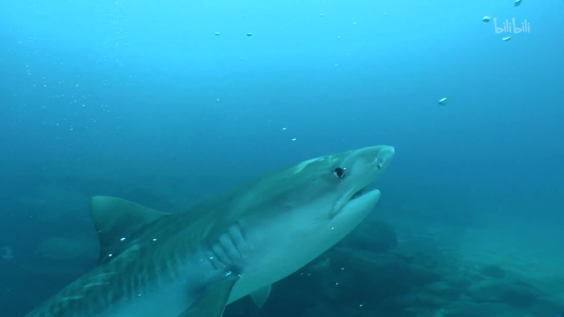 [图]【纪录片】科库斯岛 鲨鱼岛-COCOS: SHARK ISLAND