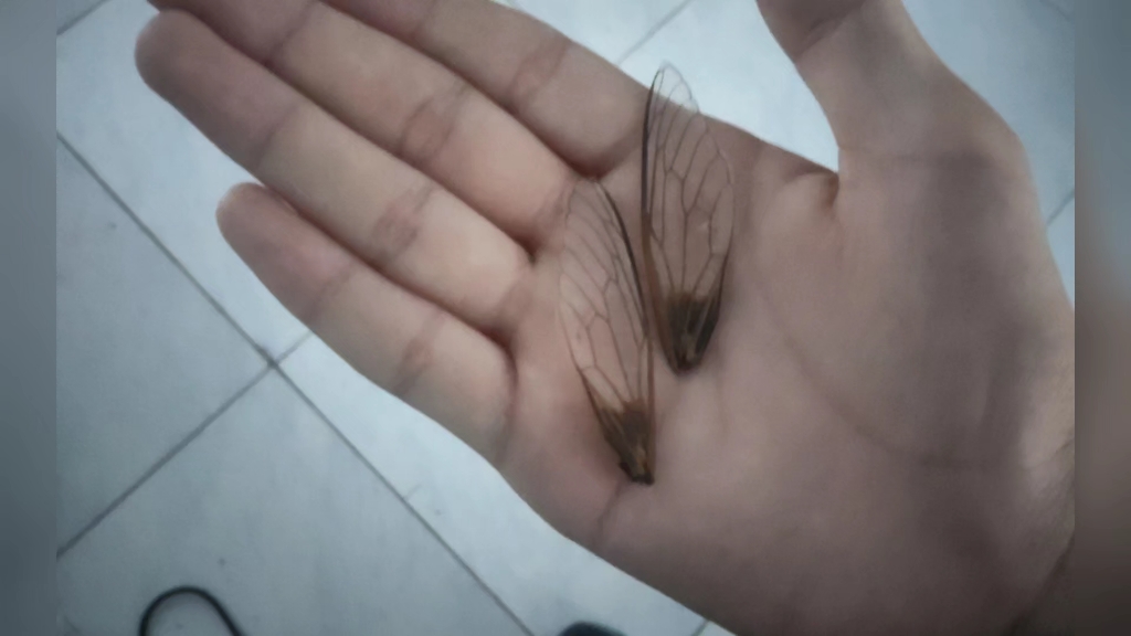 路上捡到一对蝉翅膀,所以,望周知