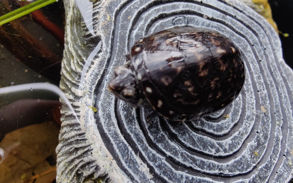 开箱一只今年的南部白唇苗子