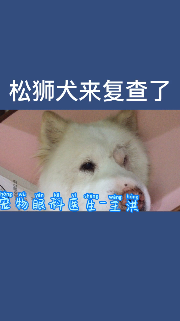 鬆獅犬由於眼瞼內翻和子宮蓄膿進行手術