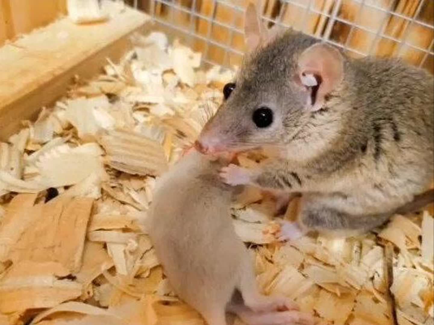 太残暴了,短尾负鼠吃活老鼠