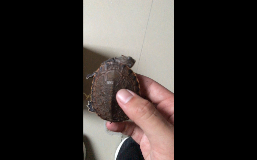 花面蟾头龟开箱