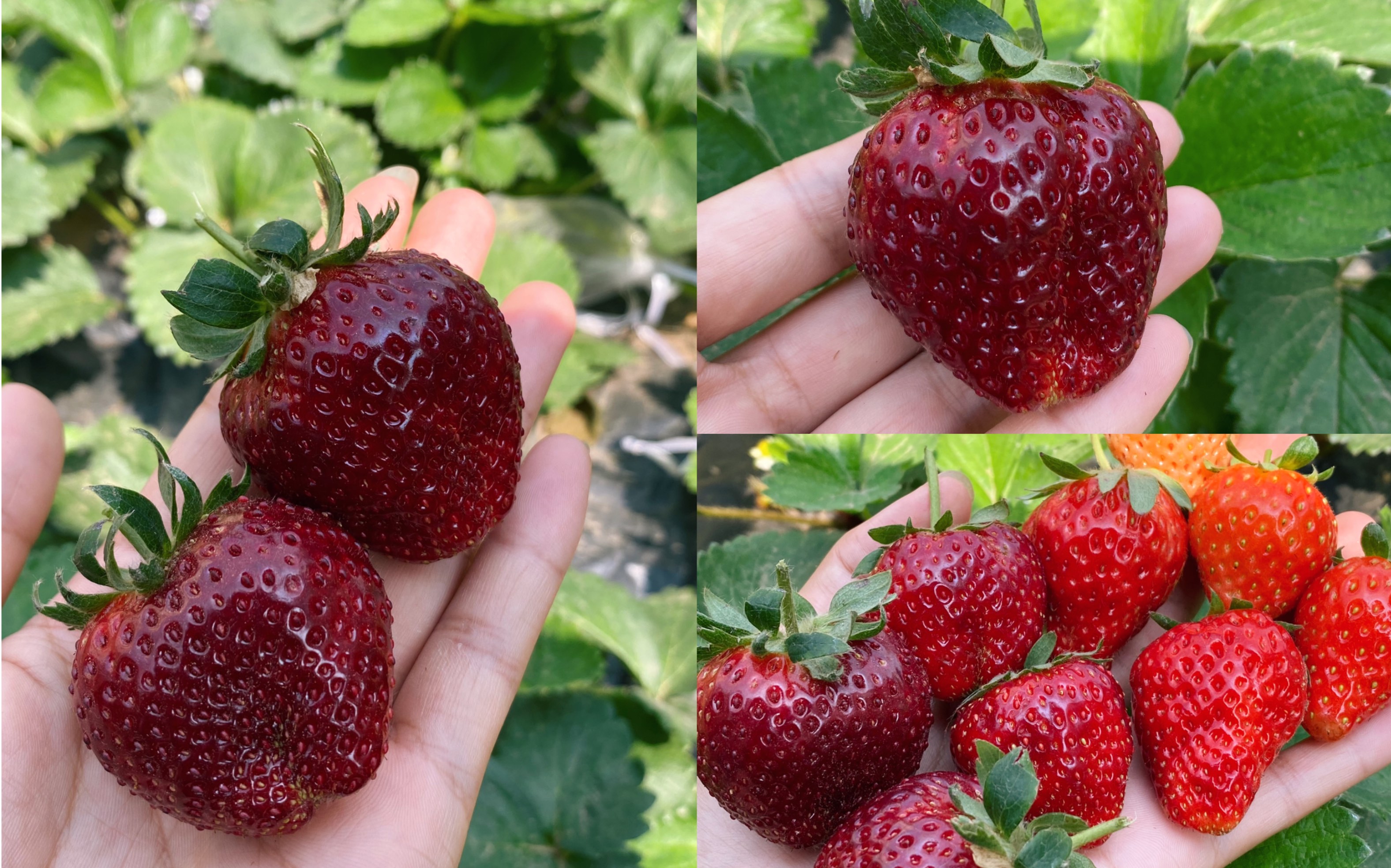 黑草莓真红美铃!再看一眼还是很心动的品种