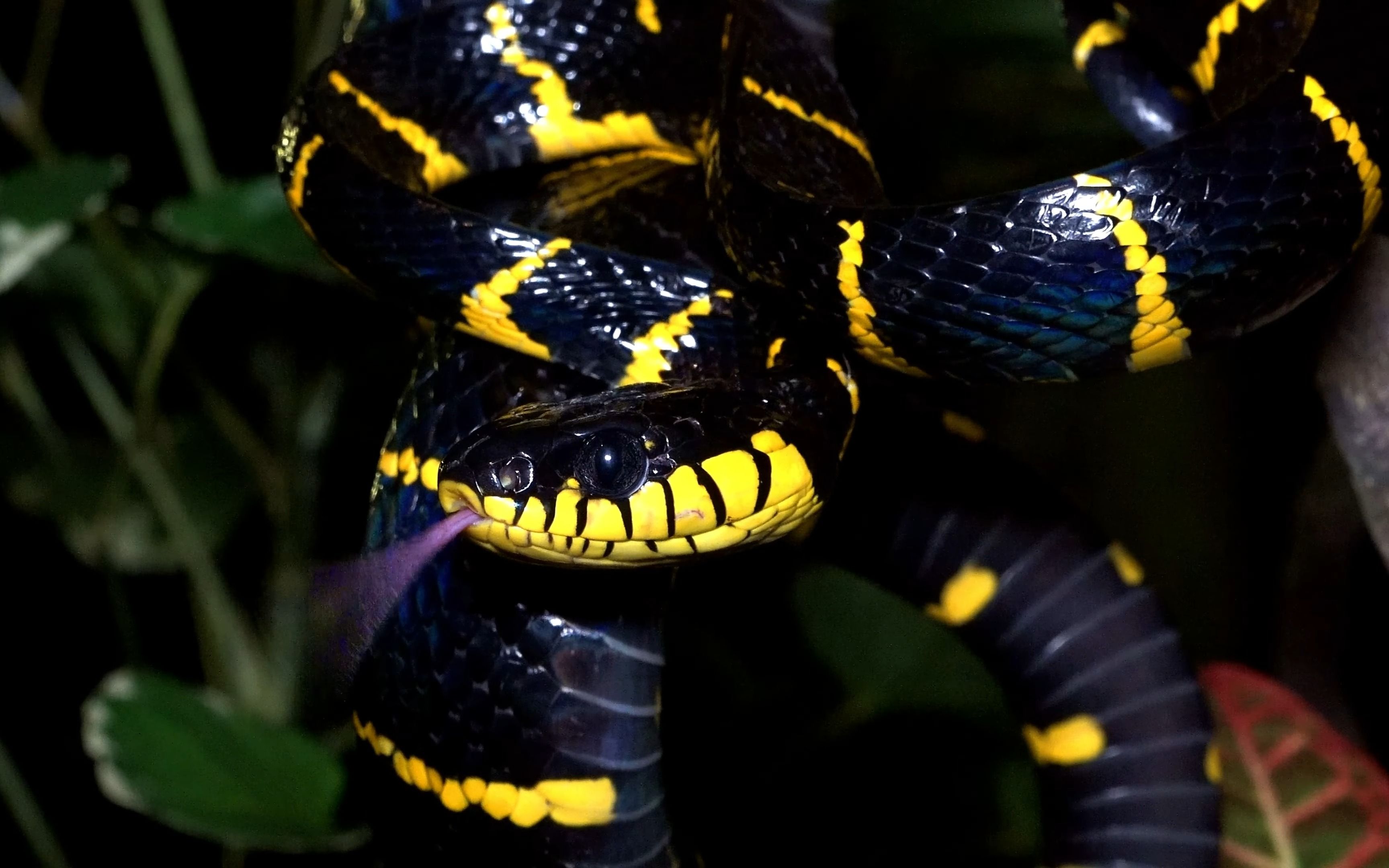 [图]新加坡夜晚的黄环林蛇 Gold Ringed Cat Snakes Singapore 4K