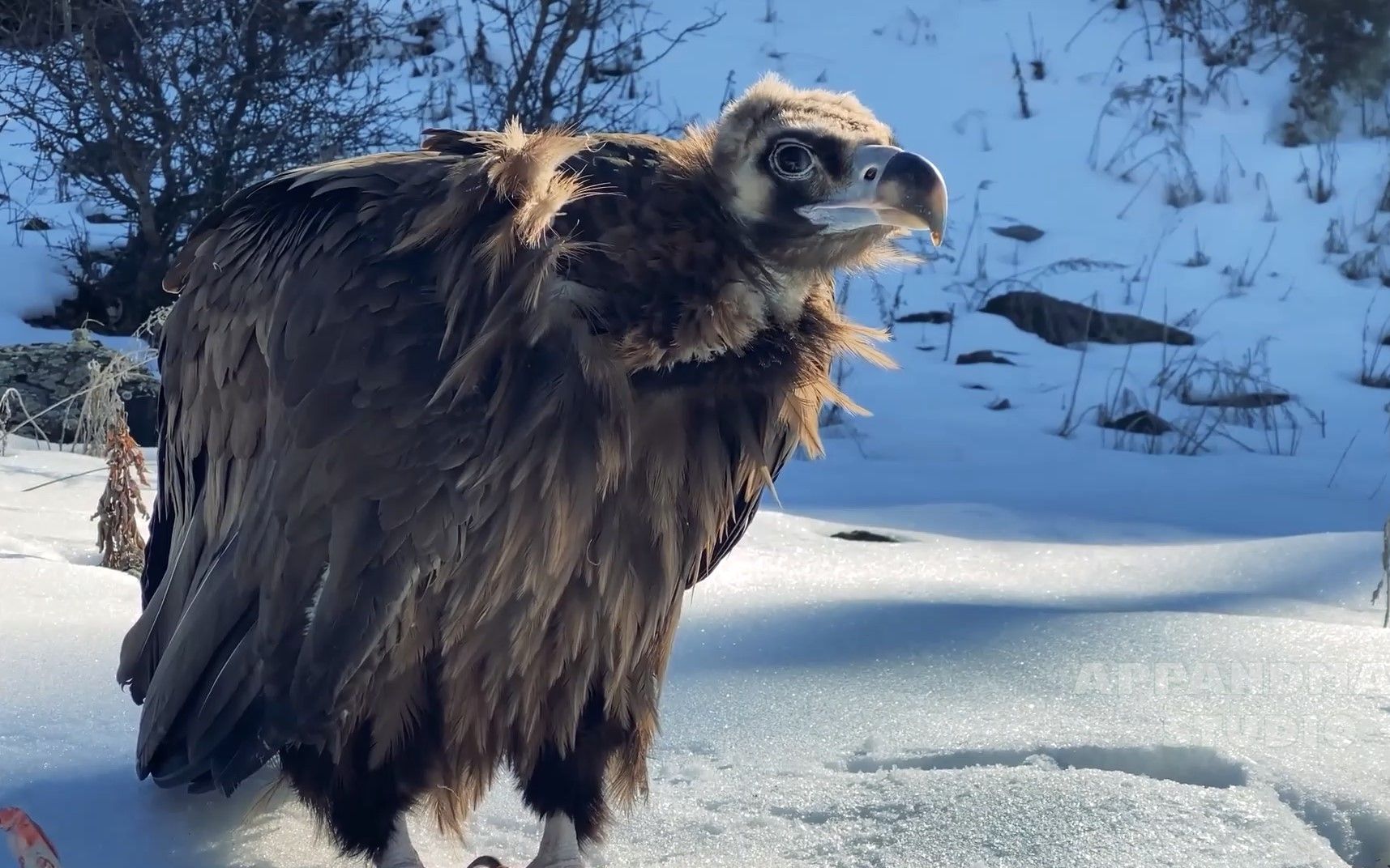 野外露营和老鹰一起烤羊肉