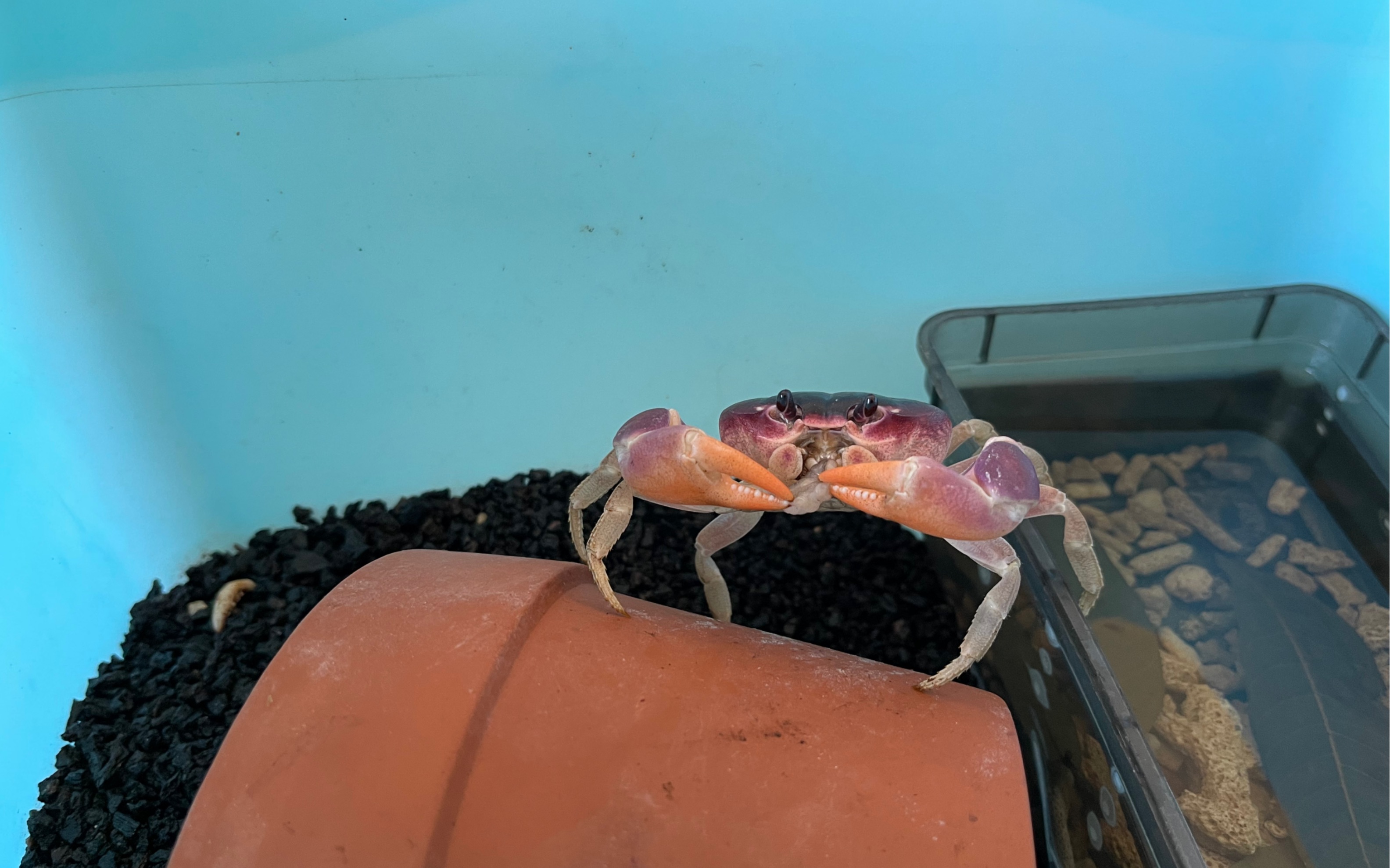 挑逗憨憨的侧身地蟹