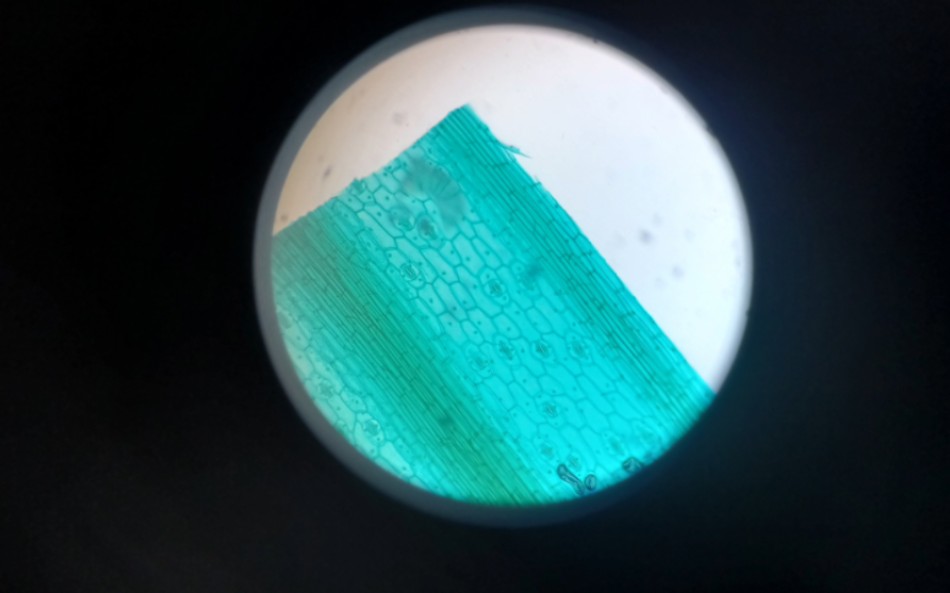 显微镜下的叶片气孔