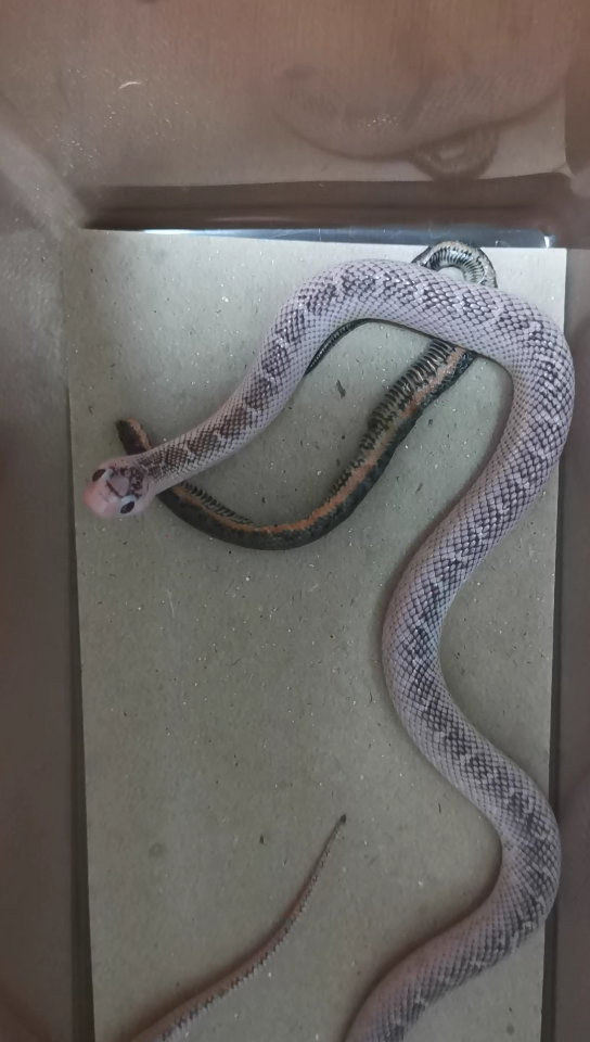 ax白边布鲁克王蛇母另一条第5次喂食,称重24g,2021111405