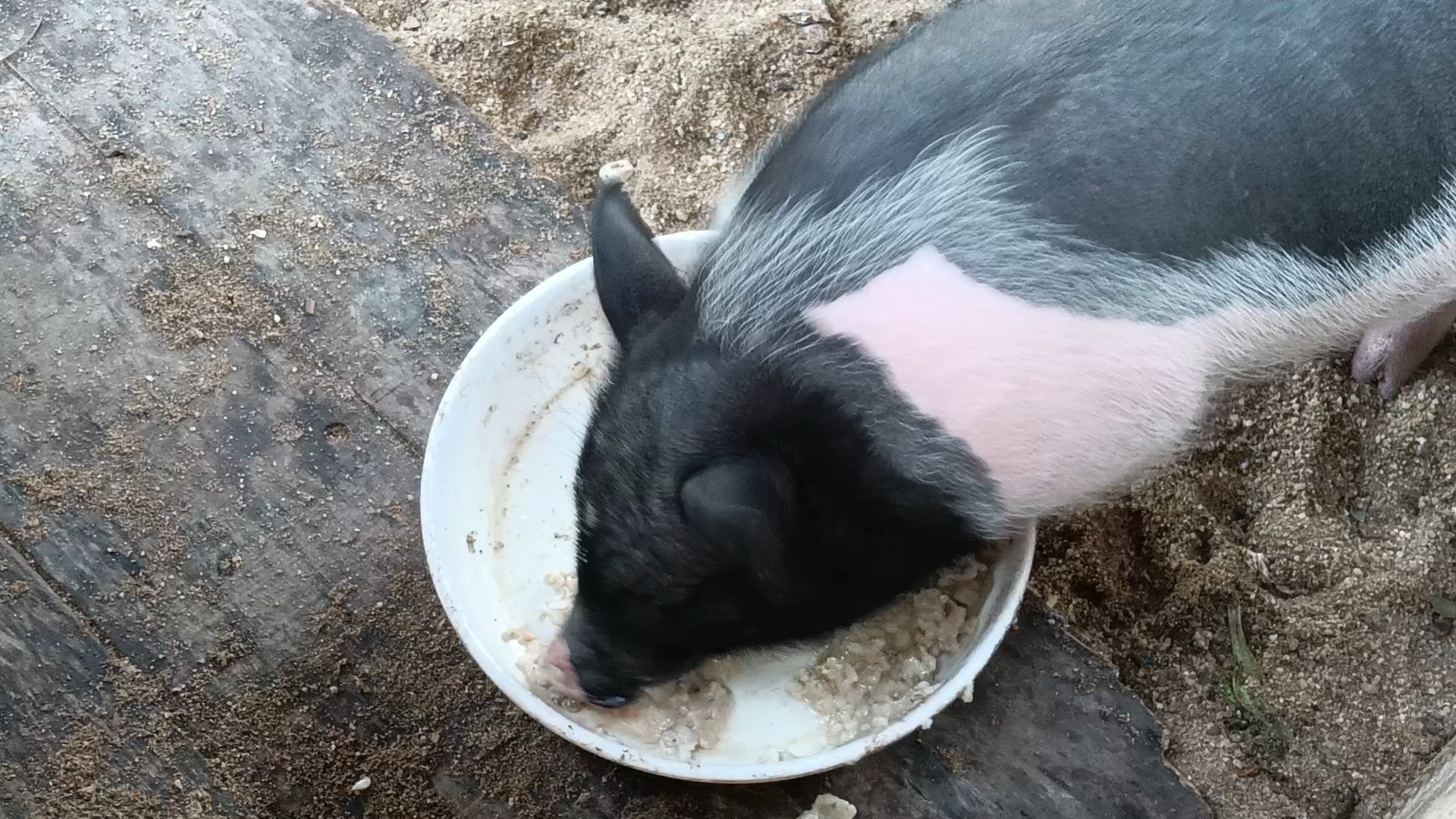 猪吃饭的样子图片