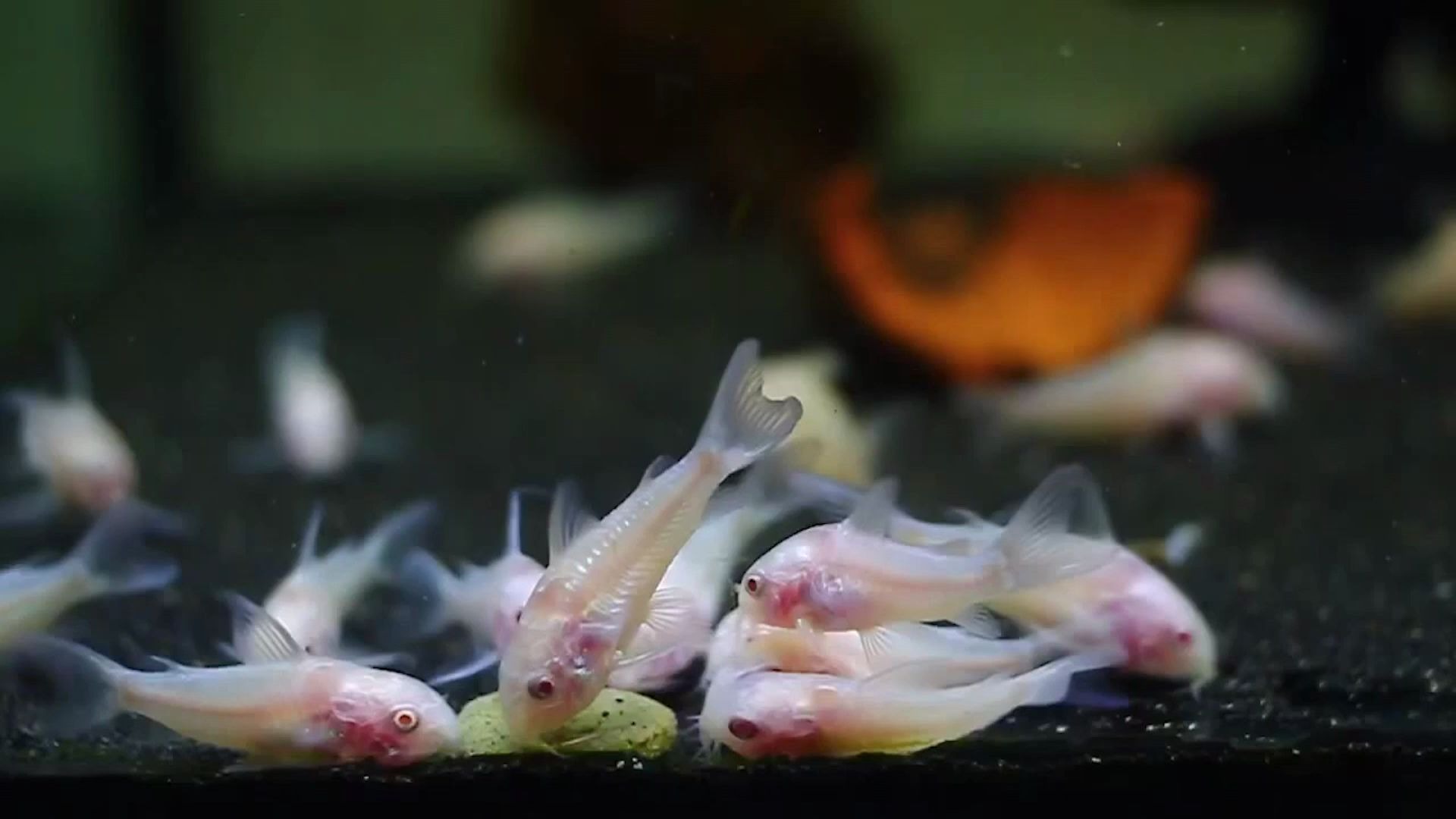 适合新手养的5种底层观赏鱼经济实惠养不死要试试吗