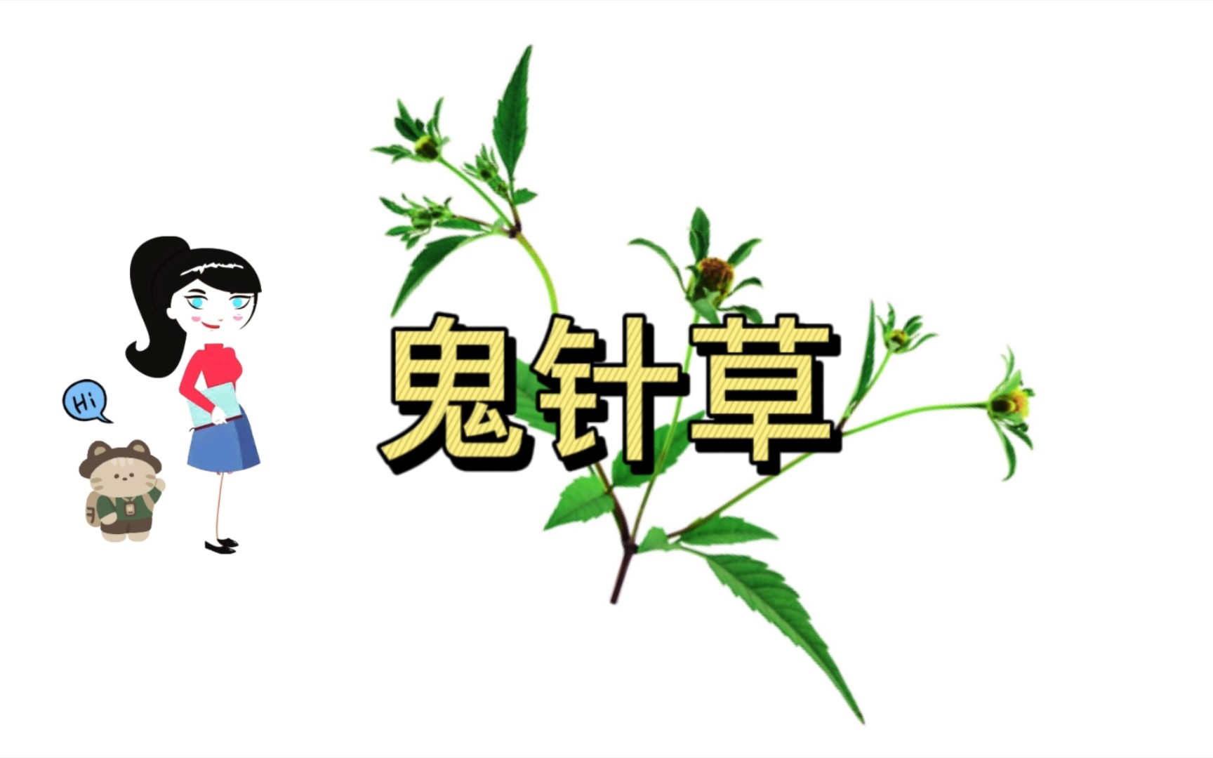 鬼针草的功效与作用哔哩哔哩bilibili