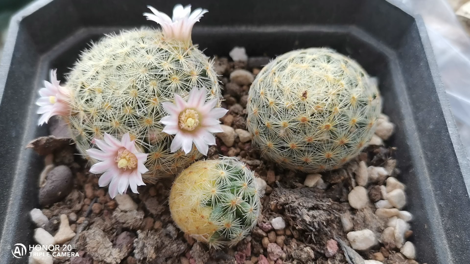 冬末的仙人球吉赛尔开花了