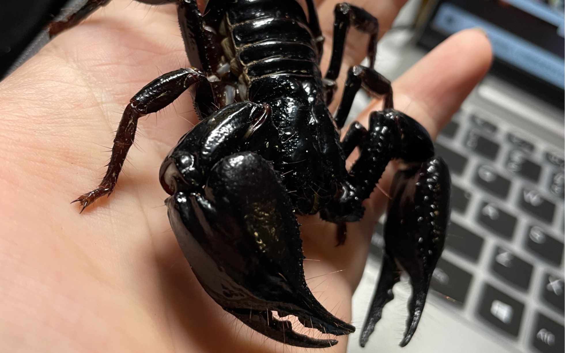 马来西亚皇都雨林蝎,携刺异蝎,12精品公对不万代扭蛋