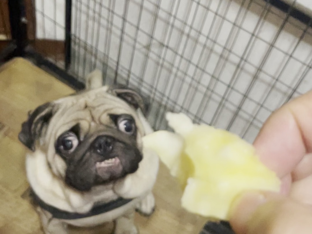 八哥犬-奶凶奶凶的