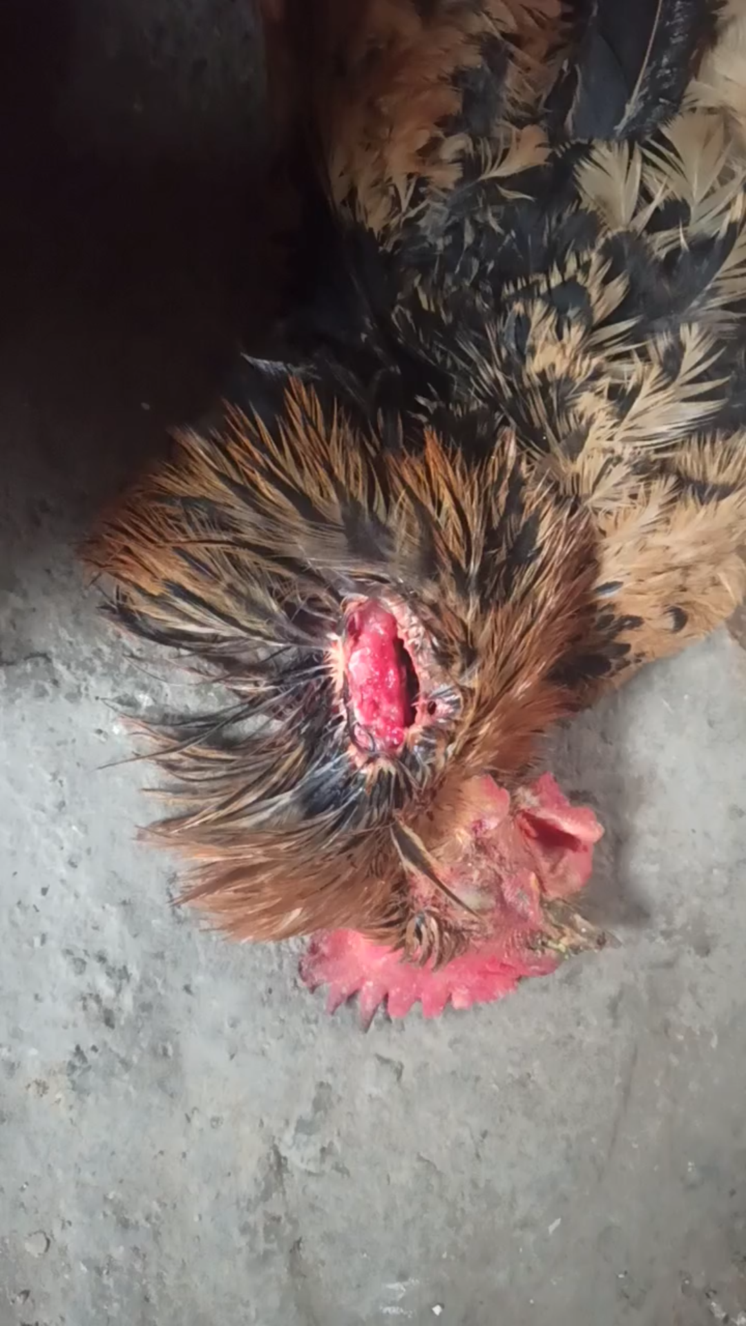 外婆家的鸡被老鼠咬死了