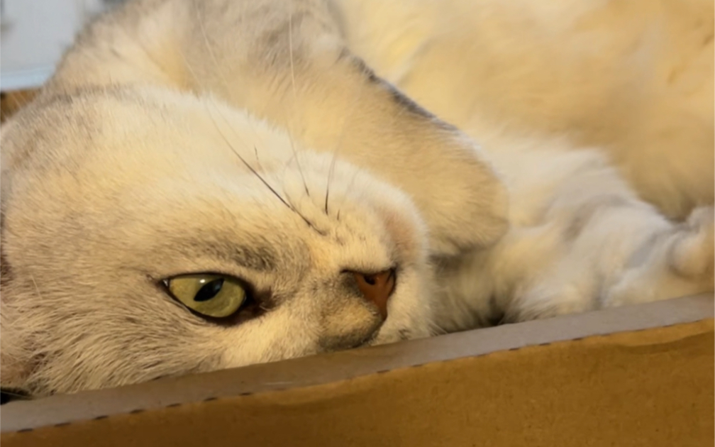 哈基米哈米季哈基米哈基米