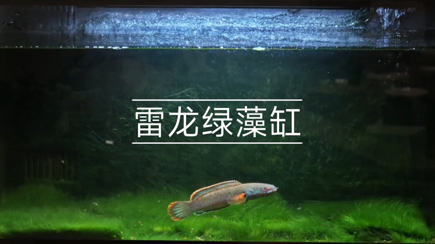 绿藻缸养雷龙