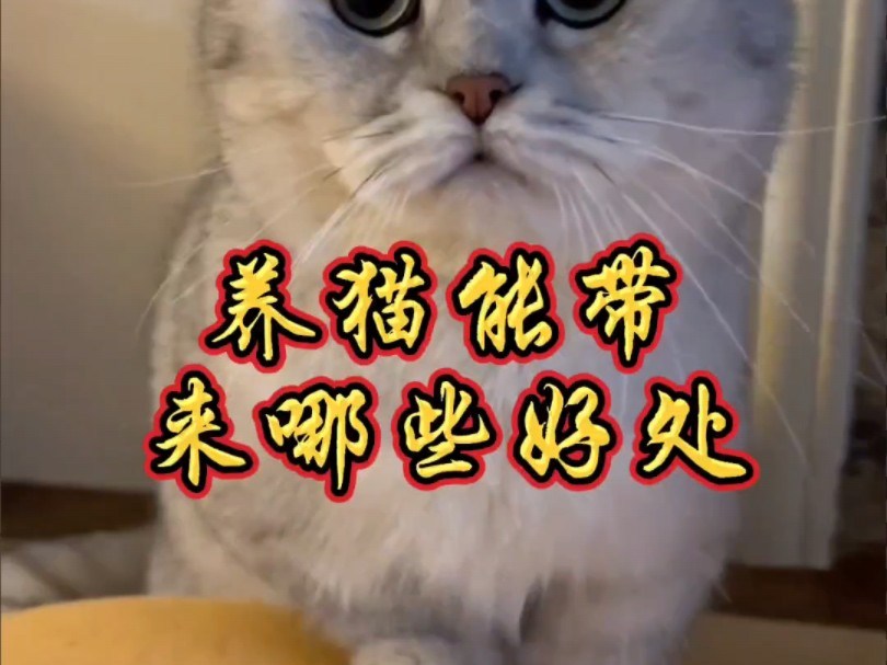 养猫能带来哪些好处哔哩哔哩bilibili