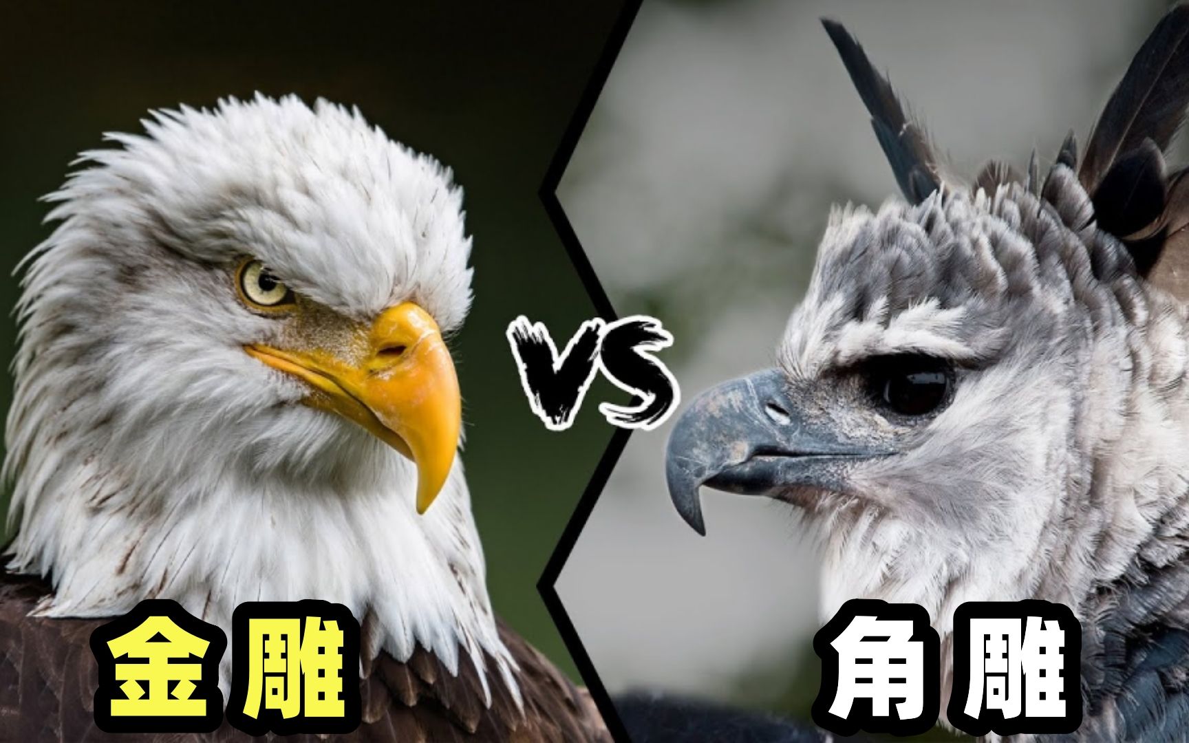 金雕vs角雕,当老虎杀手遇到美洲豹克星,谁会笑到最后嗯?