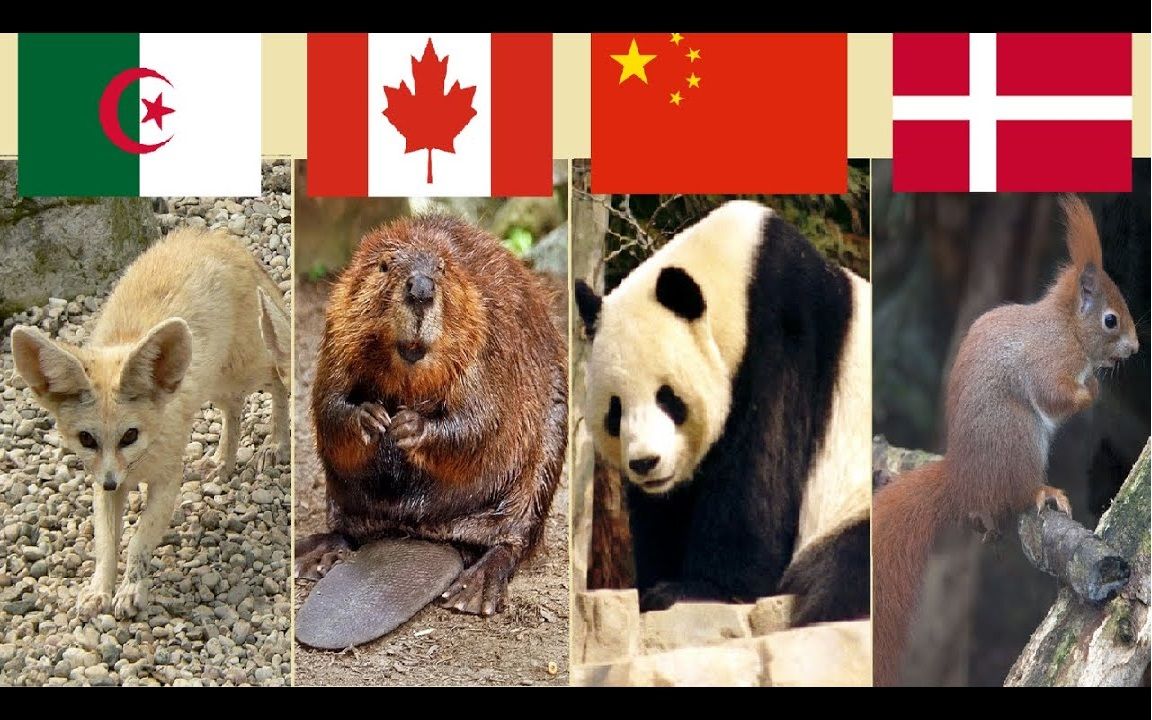 每个国家动物代表图图片