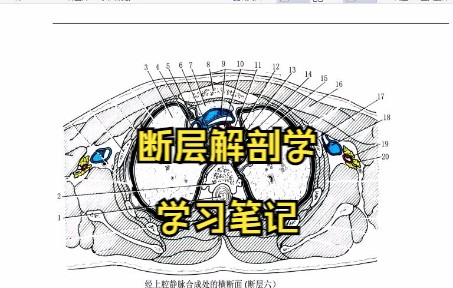 [图]学习必看!专业课《断层解剖学》学习笔记 知识点总结 复习资料 名词解释 习题及答案 期末考试 考研