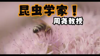被誉为蝶神”的爱国昆虫学家---周尧教授
