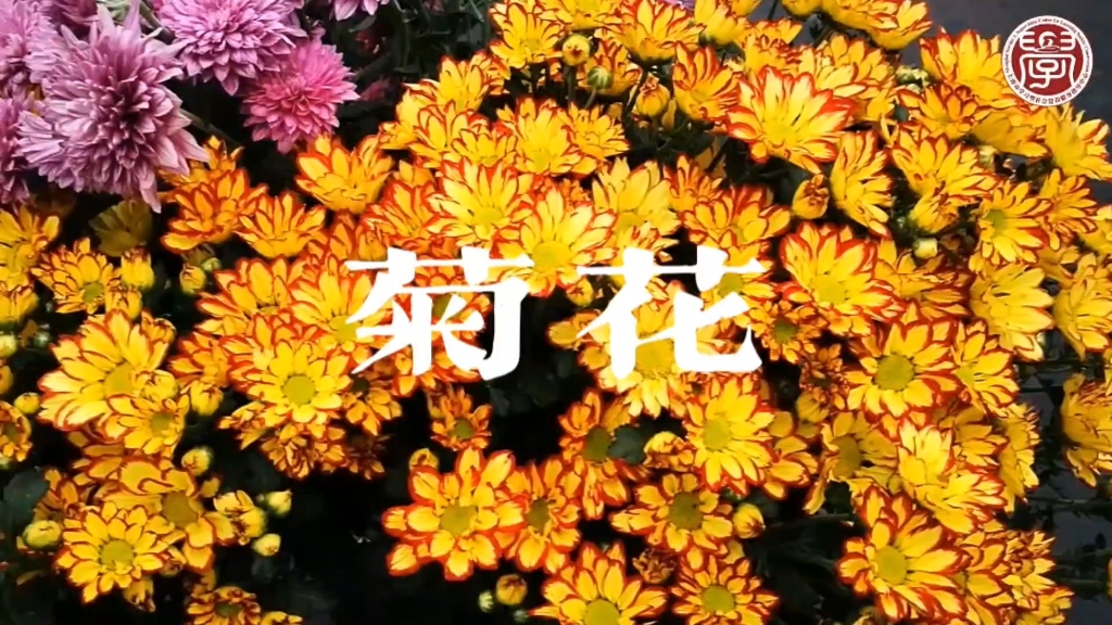 [图]10、百味本草—菊花