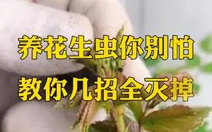 Video herunterladen: 家里的花，经常长虫子