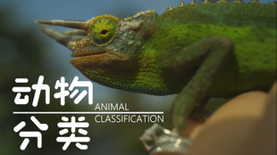 Animal Classification For Children Classifying Vertebrates And Invertebrates Fo 哔哩哔哩 つロ干杯 Bilibili