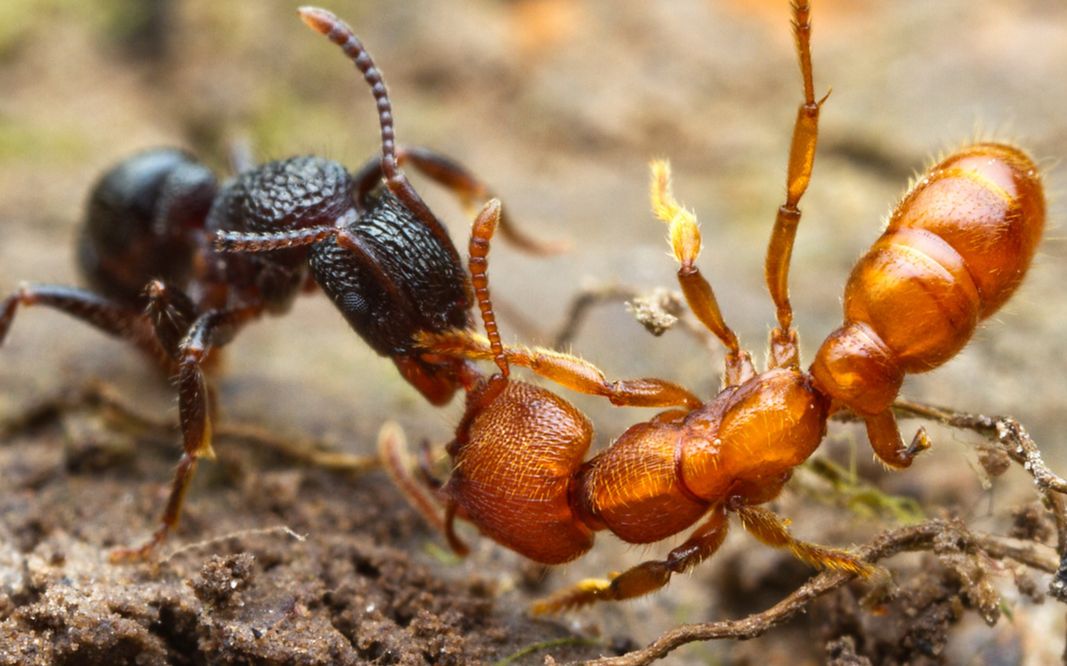 震撼数十只金属皱猛蚁围殴大蜈蚣