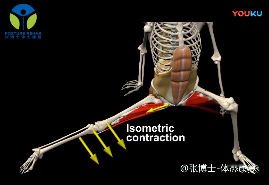 提高髋内收肌群的向心和离心收缩能力, 侧向弓步蹲的训练哔哩哔哩bilibili