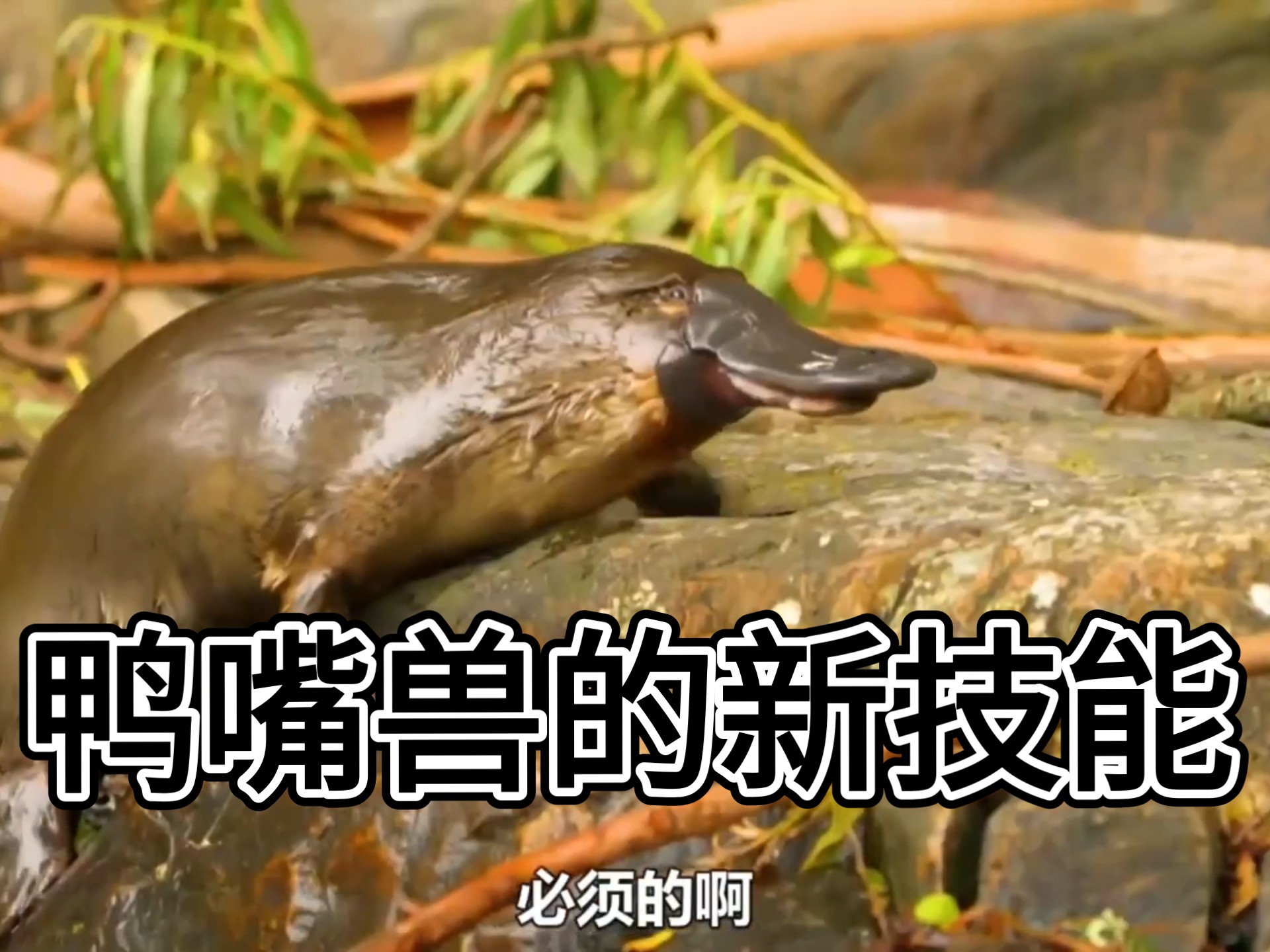 鸭嘴兽是澳大利亚特有物种,卵生哺乳动物,因独特外形和习性被称为"活