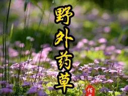 Download Video: 这些植物，你认识多少