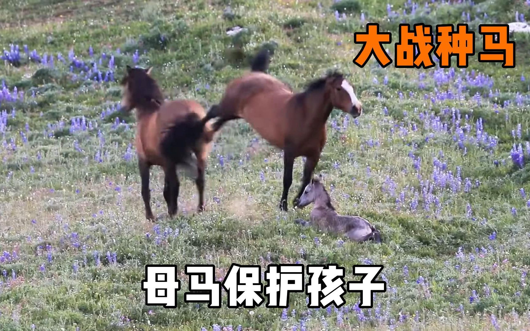 刚出生的小马驹学习走路,一匹种马前来捣乱,竟要置小马于死地哔哩哔哩bilibili