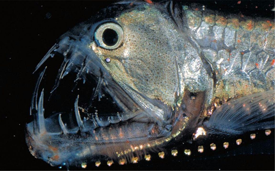 最可怕的动物海底图片