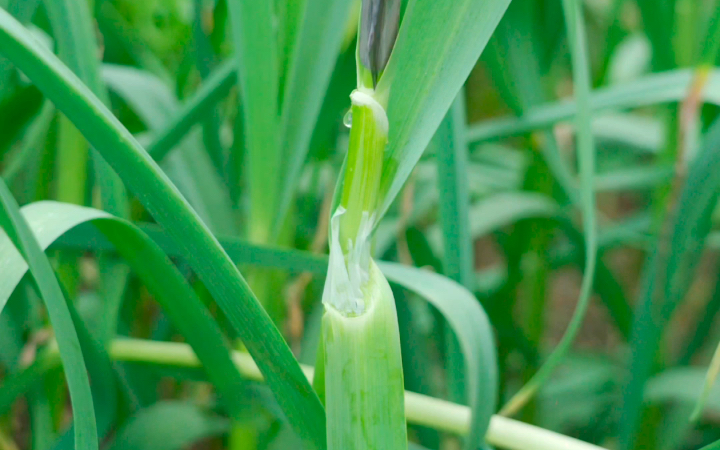 [图]家里蒜苔熟了，拔2根回去炒回锅肉，味道肯定还阔以