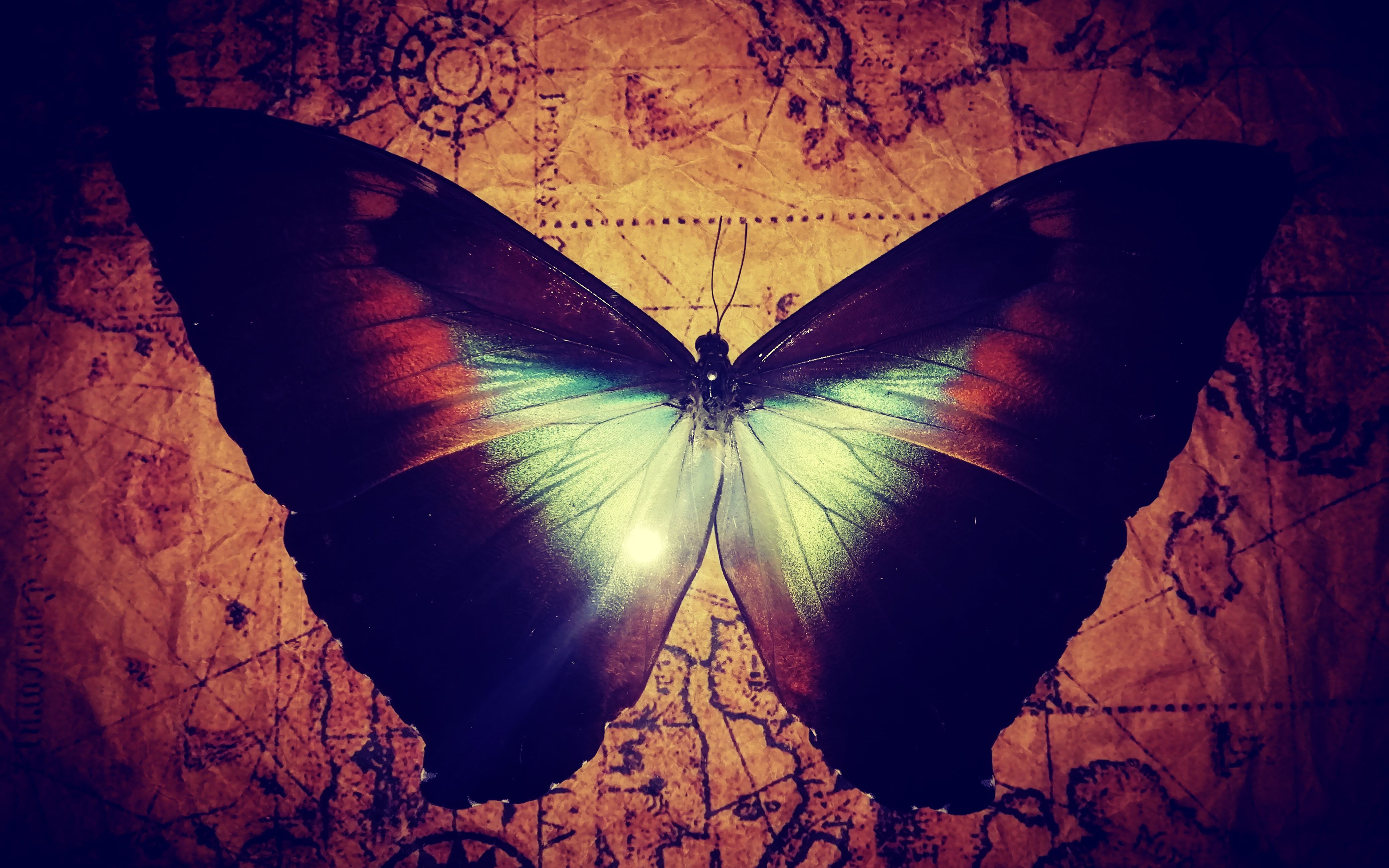 【月神闪蝶标本】