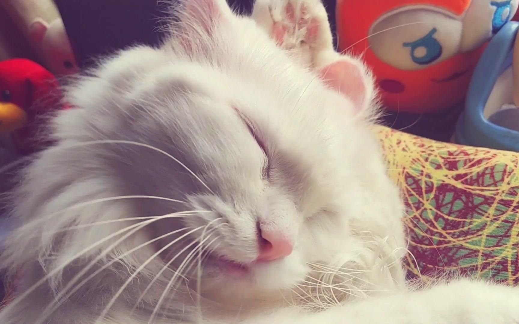 超认真洗脸的猫咪