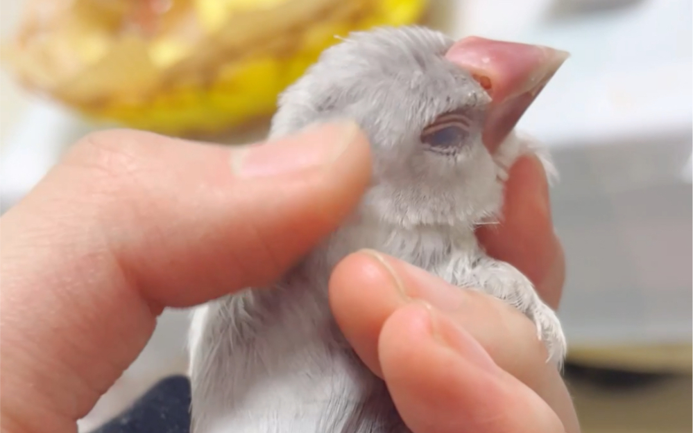 无聊就来摸两分钟的小鸡好了