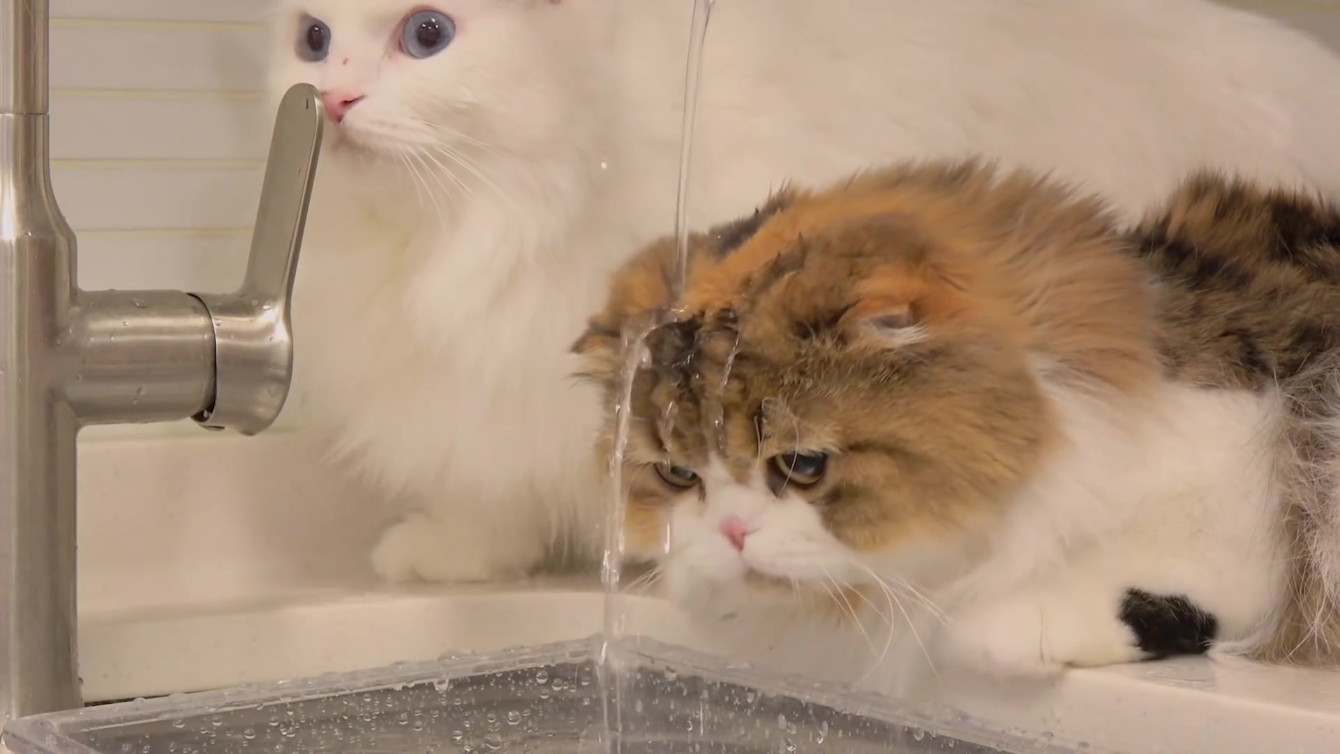 可爱猫咪搞笑 猫咪不爱洗澡那玩水呢