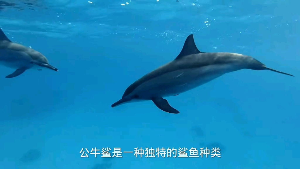 亚马逊河哔哩哔哩bilibili