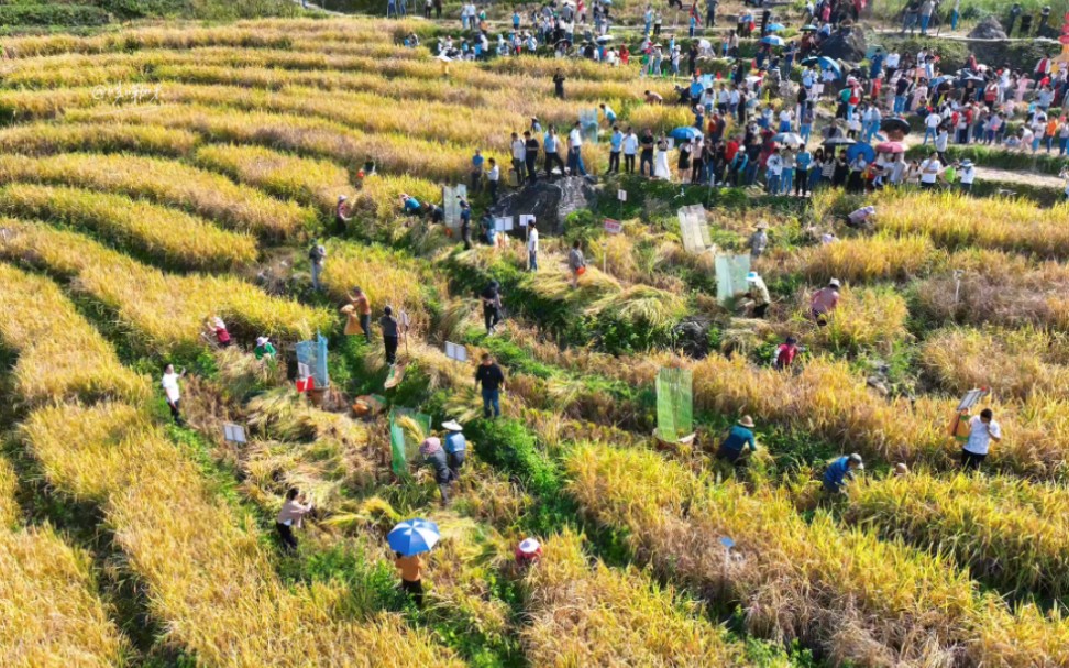 福建漳平梯田图片